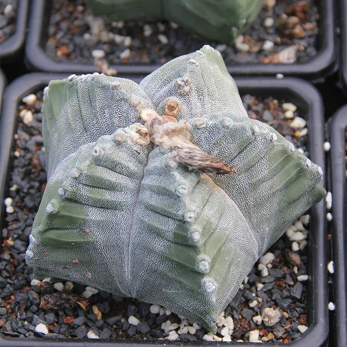 Astrophytum Myriostigma cv Kikko