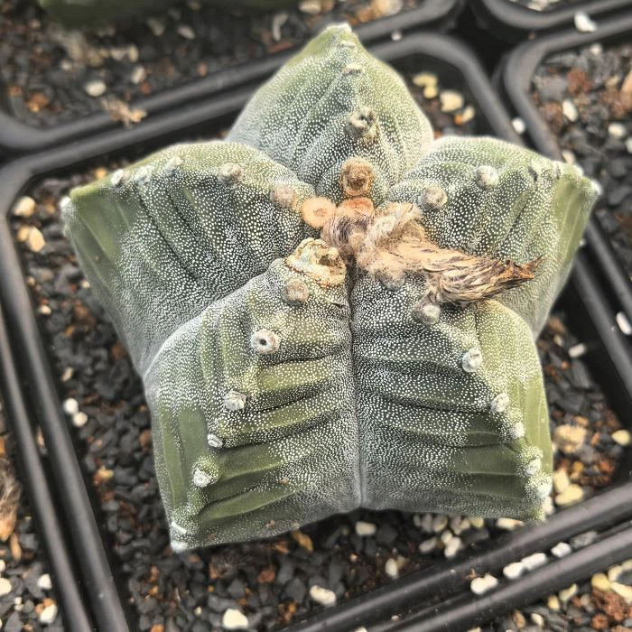 astrophytum myriostigma cv kikko nudum