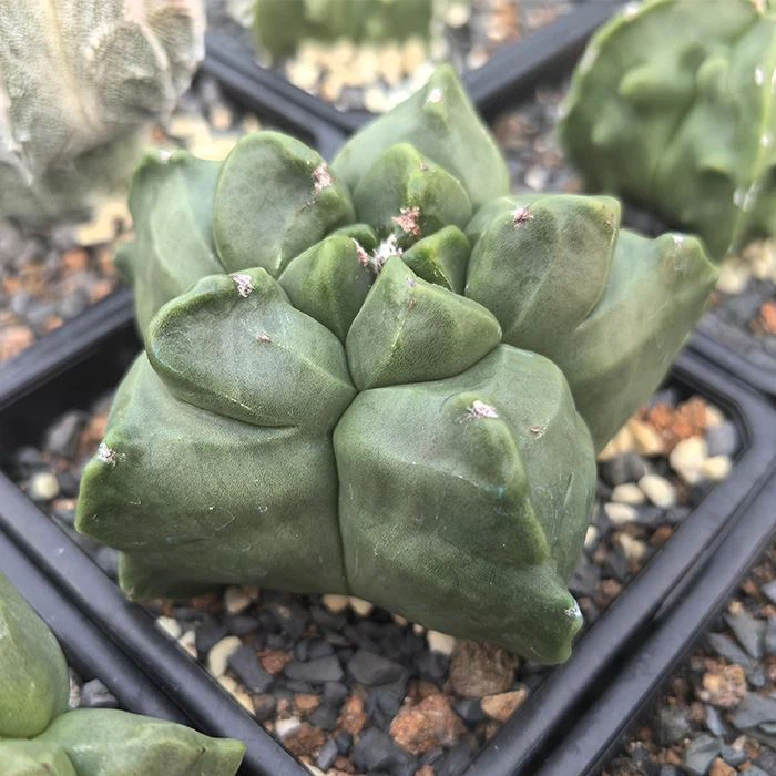 Astrophytum Myriostigma cv Kikko