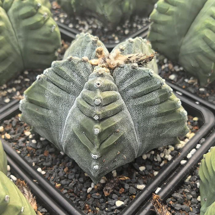 astrophytum kikko nudum