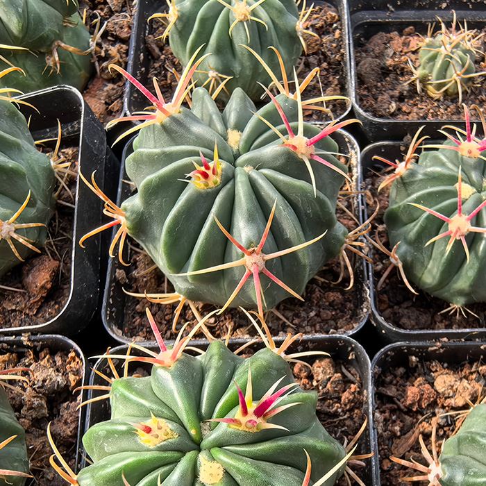 Ferocactus latispinus devil's tongue