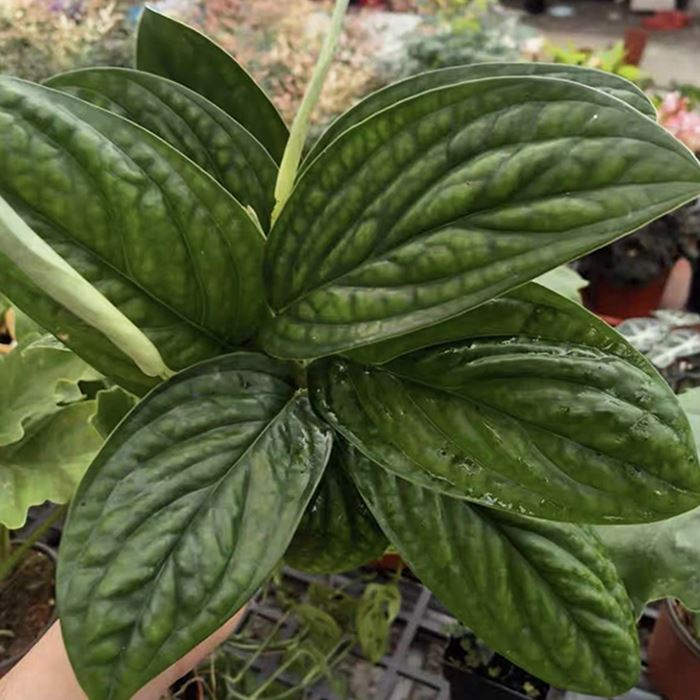 Monstera Peru plant