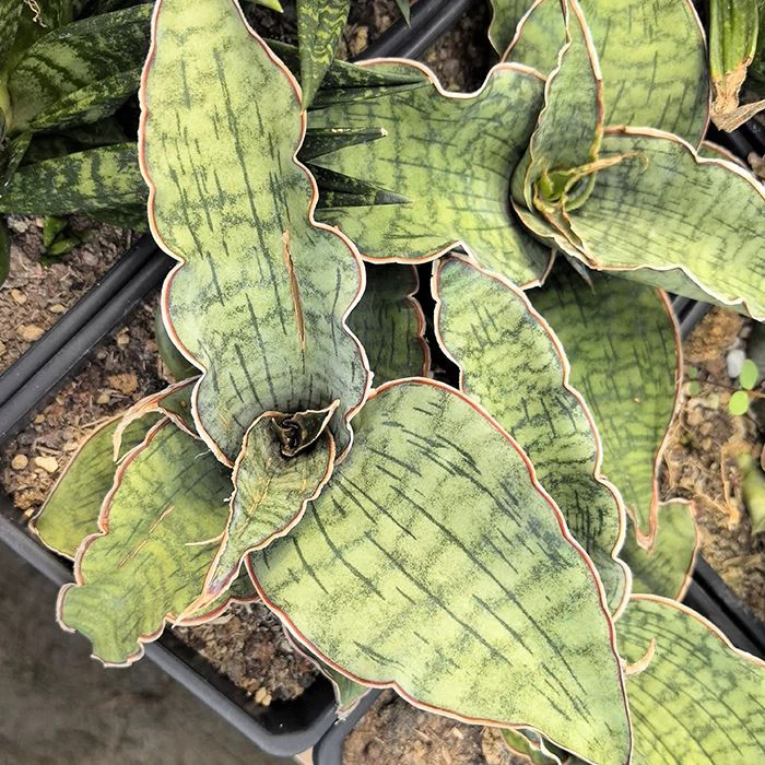 sansevieria kirkii blue