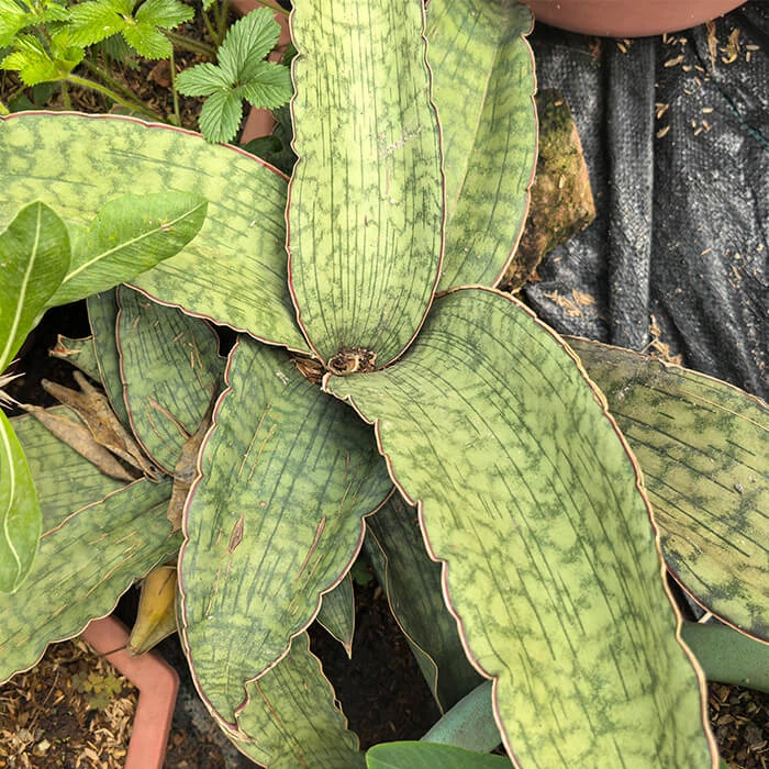 sansevieria kirkii silver blue