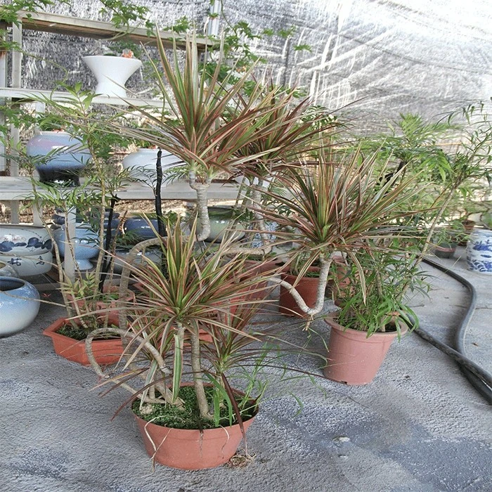marginata bicolor plant
