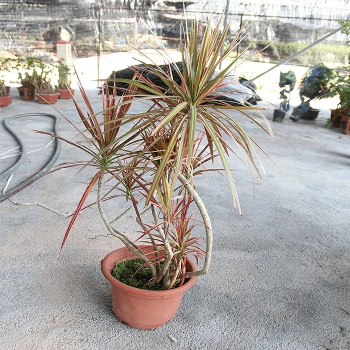 Dragon Tree Bicolor