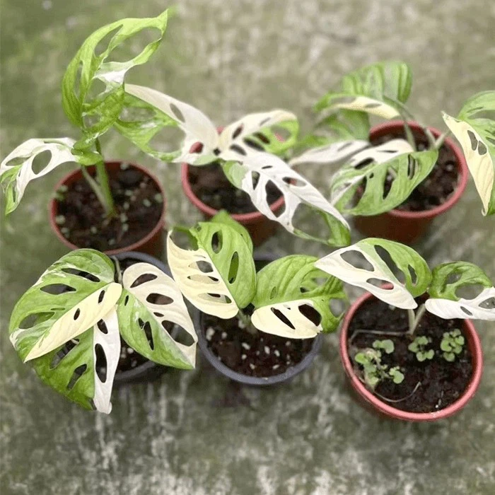 adansonii japanese tricolor