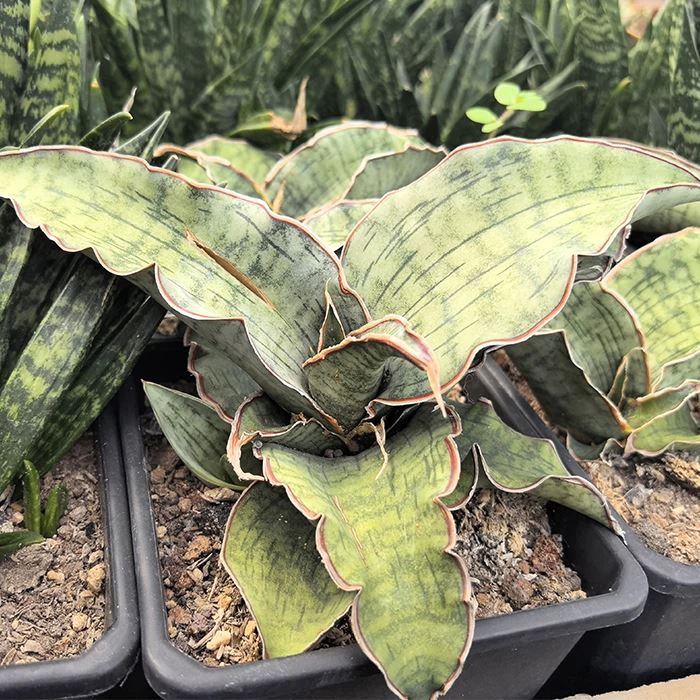 Сансевиерия Сильвер Блю