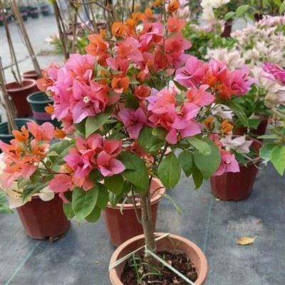 Bougainvillea blondie