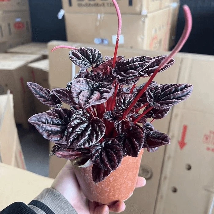 peperomia schumi red